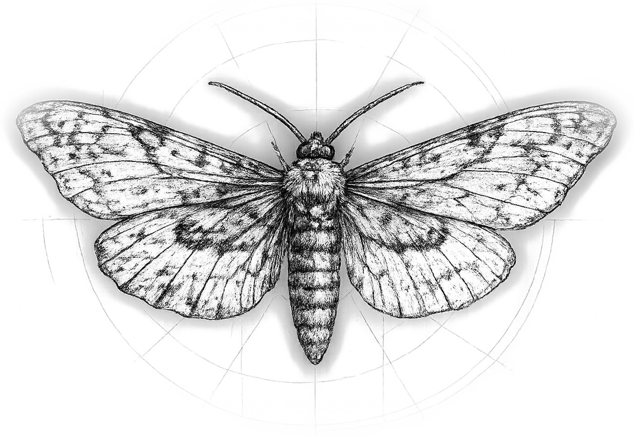Engraved study of a peppered moth
